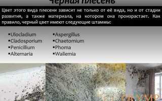 Лучшее средство от черной плесени на стенах в квартире