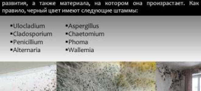 Лучшее средство от черной плесени на стенах в квартире