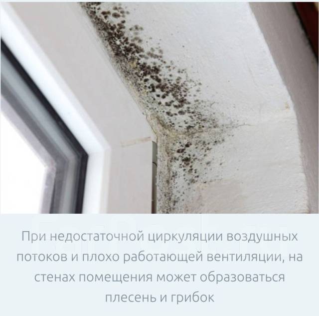 грибок на окне