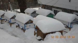 Зимовка ульев