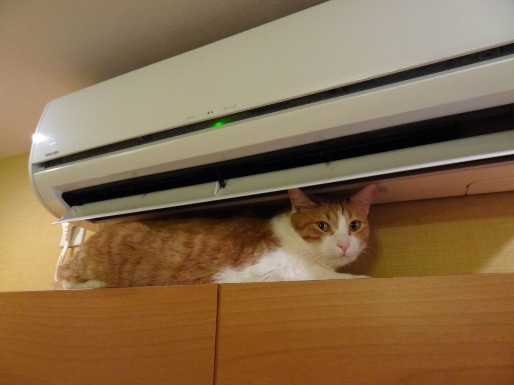 Кондиционер и кот